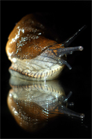 Schnecke02