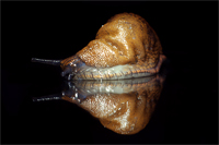 Schnecke03